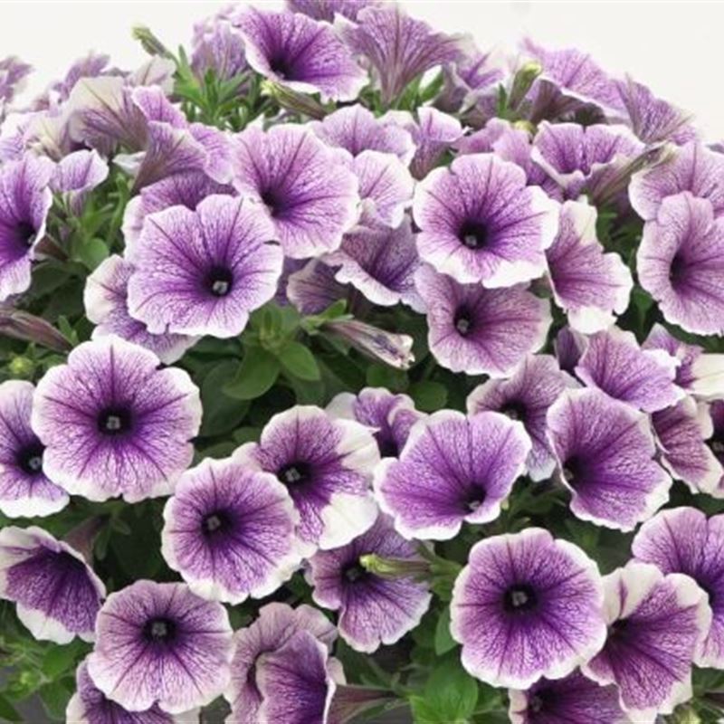 Moon white lavander®New